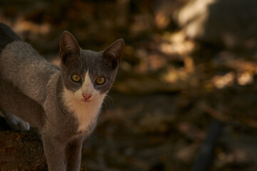 Relaxed Cat in Natural Environment