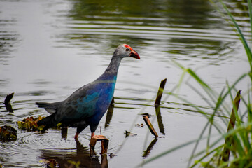 A swamphen bird in a wetland. Diyasaru Park, Sri Jayawardanapura, Sri Lanka.