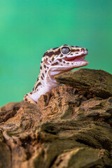 The leopard gecko or common leopard gecko (Eublepharis macularius) is a ground-dwelling lizard native to the rocky dry grassland and desert regions