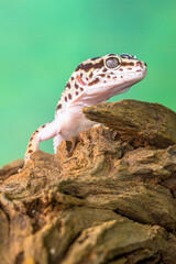 The leopard gecko or common leopard gecko (Eublepharis macularius) is a ground-dwelling lizard native to the rocky dry grassland and desert regions