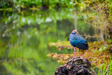 A swamphen bird in a wetland. Diyasaru Park, Sri Jayawardanapura, Sri Lanka.