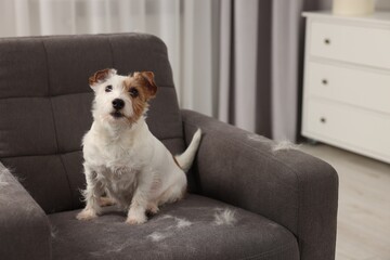 Cute dog sitting on armchair with pet hair at home