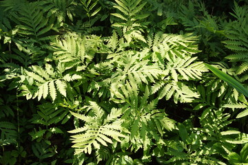 Closeup of sensitive ferns, bead fern, Onoclea sensibilis. Ferns of the family Onocleaceae. Dutch...