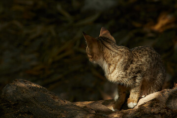 Cat looking back in the forest