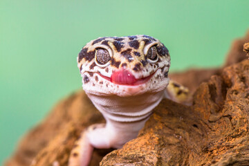 The leopard gecko or common leopard gecko (Eublepharis macularius) is a ground-dwelling lizard native to the rocky dry grassland and desert regions - obrazy, fototapety, plakaty