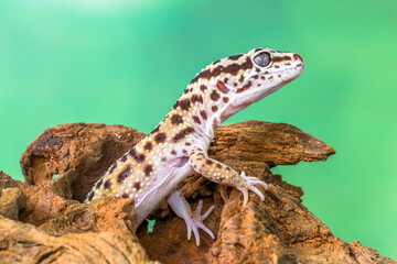 The leopard gecko or common leopard gecko (Eublepharis macularius) is a ground-dwelling lizard...