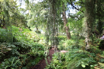 Fototapeta premium alpine garden , botanical garden in the Jardin des Plantes in Paris