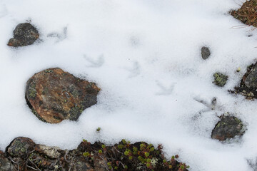Fresh Rock ptarmigan tracks on snow on an autumn fay in Urho Kekkonen National Park, Northern Finland