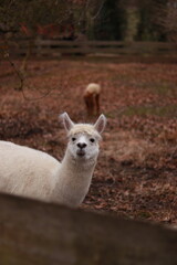 White llama in a paddock