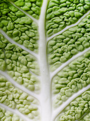 Close-up photography of green textured kale leaf