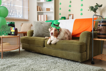 Cute Australian Shepherd dog in leprechaun's hat and Irish flag on sofa at home. St. Patrick's Day...