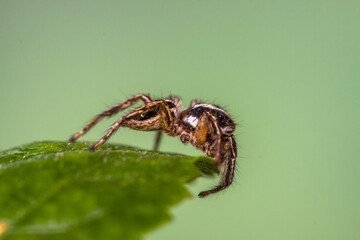 Jumping spiders are a group of spiders that constitute the family Salticidae