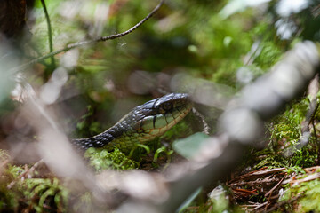 snake slithering in the woods