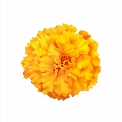 Marigold (zendu) flower isolated on white. Vector illustration.