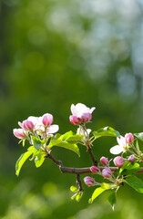 Blossom apple orchard in the spring in sunny day. Selective focus.