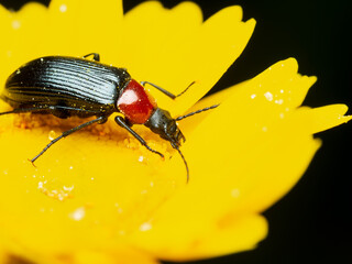 Heliotaurus ruficollis