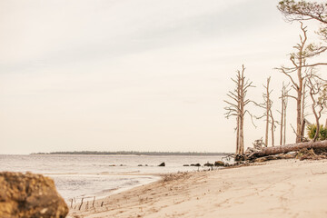 A large tree with it's roots exposed on a beach in Wakulla, Florida.