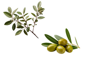 olive branch with green leaves