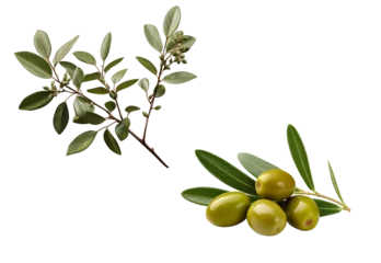 Fototapeten olive branch with green leaves © Afrin