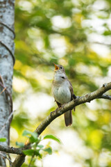 Thrush nightingale perched and singing on a beautiful spring evening in a woodland in Estonia, Northern Europe	