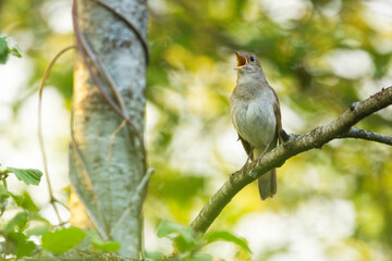 Thrush nightingale perched and singing on a beautiful spring evening in a woodland in Estonia, Northern Europe	