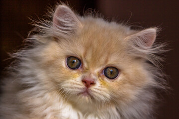 The Persian cat, also known as the Persian Longhair, is a long-haired breed of cat characterised by a round face and short muzzle