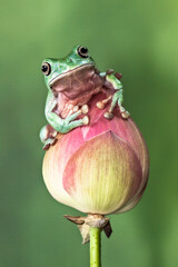 White's tree frog (Litoria caerulea), also known as the Australian green tree frog, simply green...