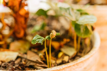 Newly germinated coffee plant with its small leaves.