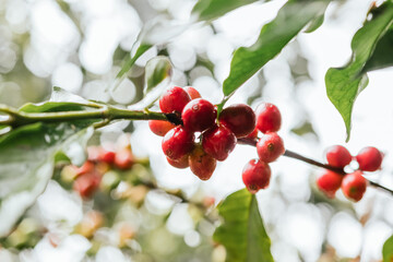 Coffee cherry on its mature plant ready to harvest, wet from the rain with dripping drops.