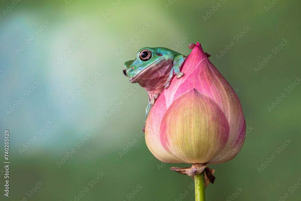 Wall mural white's tree frog (litoria caerulea), also known as the australian green tree frog, simply green tre