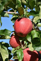 Ripe Red Bodensee Apples on Tree Ready for Harvest, Überlingen, Germany