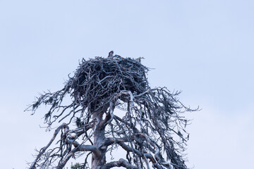 A large Osprey sitting on a nest on an old Pine tree near Kuusamo, Northern Finland	
