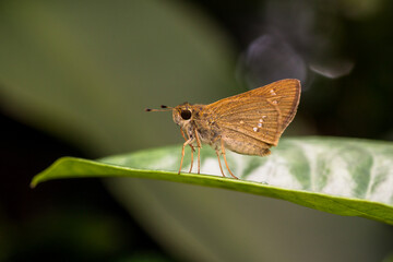 Butterflies are winged insects from the lepidopteran suborder Rhopalocera, characterized by large, often brightly coloured wings that often fold together when at rest, and a conspicuous, fluttering fl