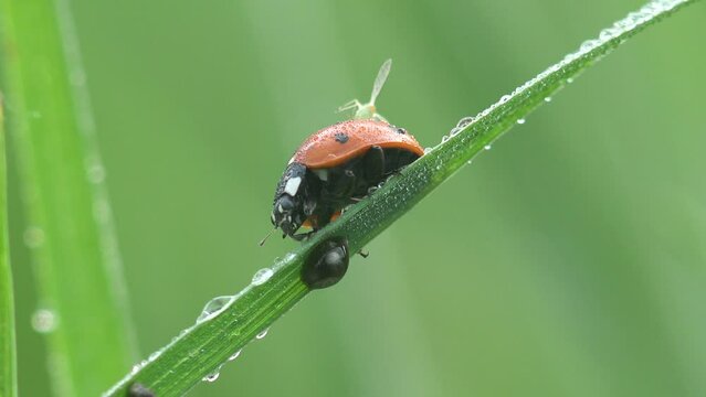 green adult aphid sits on red ladybug beetle, in early morning they sit on green blade of grass covered with transparent clean. Macro view insect in wildlife