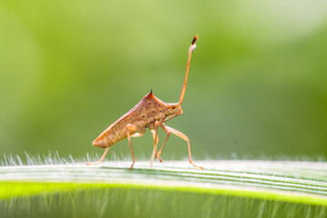 Leptocorisa oratoria, the rice ear bug, is an insect from the family Alydidae, the broad-headed bugs

