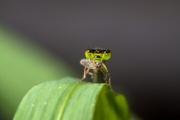 Ischnura heterosticta, one of at least two species with the common name common bluetail, is an Australian damselfly