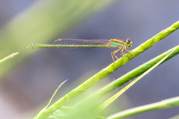 Ischnura heterosticta, one of at least two species with the common name common bluetail, is an...