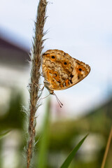 Butterflies are winged insects from the lepidopteran suborder Rhopalocera, characterized by large, often brightly coloured wings that often fold together when at rest, and a conspicuous, fluttering fl