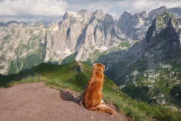Nova Scotia Duck Tolling Retriever on a mountain hike. The adventurous dog atop a rocky summit, gazing into the distance with majestic peaks behind
