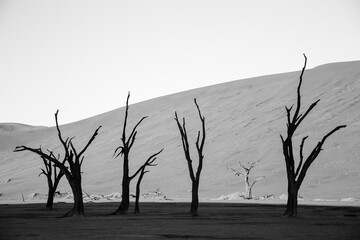 black and white picture of a bygone acacia tree at Deadvlei in the namib desert