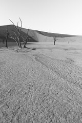 black and white picture of a bygone acacia tree at Deadvlei in the namib desert
