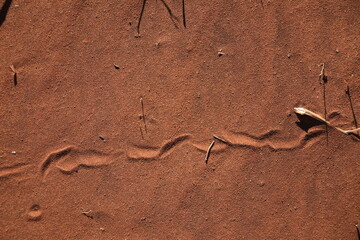 snake track in the red sand of namib desert