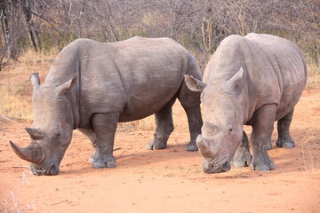 Obraz premium two white rhinos in the bush of the waterberg plateau, Namibia