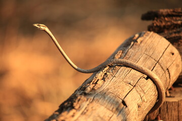 twig snake on a wood railing in Etosha