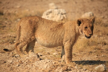 a lion cub in Etosha Nationalpark, Namibia