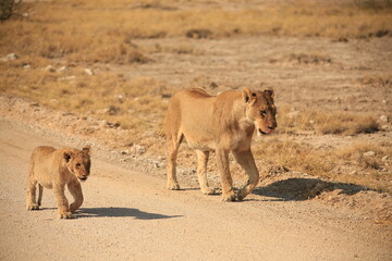 a lion cub with its mother walk along a gravel road in Etosha NP