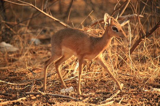 a dikdik antelope in the bush of Etosha