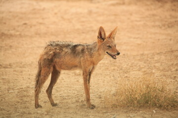 a black backed jackal in the dry savannah of Etosha NP