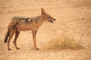 a black backed jackal in the dry savannah of Etosha NP