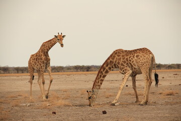 two giraffes in the dry landscape of Etosha NP